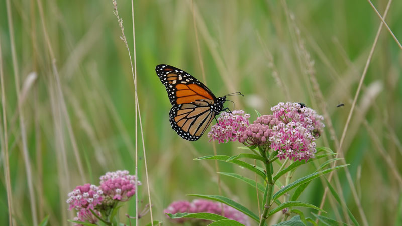 Monarch-Milkweed-VA-Native