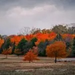 Why Late Summer is the Perfect Time to Plant Trees & Shrubs in the Shenandoah Valley